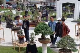 Ada atraksi jemur bonsai di Aceh Tengah, Bupati: Bisa jadi even wisata