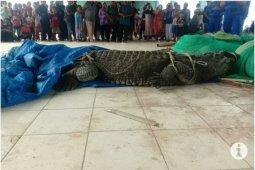 Seekor buaya muncul di kawasan pelelangan ikan