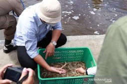 Bupati Bone Bolango dorong Bumdes budidayakan udang vaname