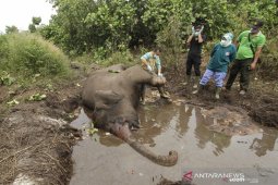 Seekor Gajah Sumatera mati di CRU Aceh Utara