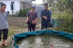 Desa Sendoyan Sambas tangani stunting dengan budi daya lele
