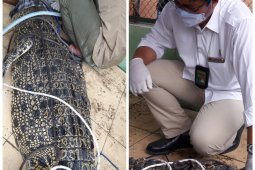 BBKSDA Langkat amankan buaya muara dari Sangga Lima Gebang