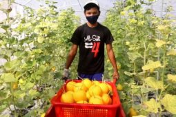 JPS dan curhat petani kala pandemi