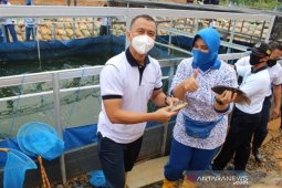 Lanal Banjarmasin panen program ketahanan pangan masa pandemi