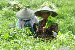 Nilai Tukar Petani