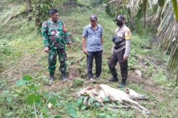 Dua ekor lembu milik warga Bahorok Langkat diterkam harimau