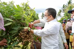 Masa pandemi, Bupati Banyuwangi dorong warganya kembangkan pertanian organik
