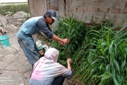 Penangkar benih jahe Lebak raih keuntungan di tengah pandemi