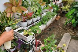 Selama pandemi, para ibu semangat bercocok tanam