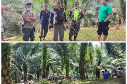 Lagi, harimau mangsa lima lembu milik warga Bahorok Langkat