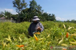 Harga "rica" di Gorontalo naik jadi Rp60 ribu/Kg