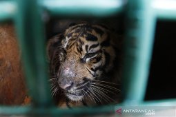 Harimau sumatra berkeliaran di perkebunan warga