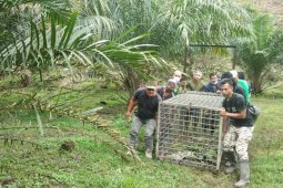 BBKSDA Sumut temukan jejak  harimau sumatra di Desa Bukit Mas