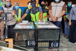 Dua ekor orang utan hasil repatriasi jalani uji swab COVID-19, hasilnya negatif