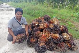 Harga TBS sawit di Kalbar capai angka tertinggi Rp2.109,05