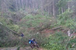 Tiga desa di Cianjur terisolir akibat puluhan pohon tumbang