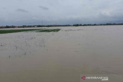 833 hektare areal sawah di Cirebon terendam banjir