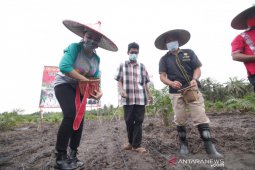 Bupati Landak maksimalkan program pertanian dengan peremajaan sawit