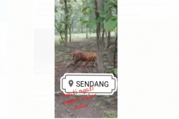 Klarifikasi video viral harimau di tengah hutan jati