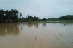 Lahan pertanian di tiga kecamatan terdampak banjir