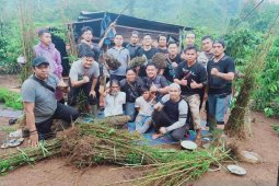 Polres Bungo ungkap ladang ganja seluas dua hektare
