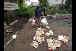 Kelompok ternak ayam pedaging binaan PT CITA lakukan panen perdana