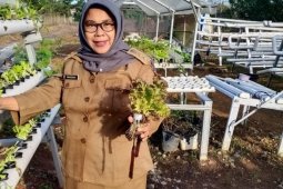 Penyedia sayuran hidroponik kewalahan penuhi kebutuhan konsumen