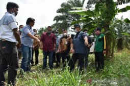 Pemprov Kepulauan Babel jadikan BBP Pelempang pusat pembibitan porang