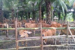 Pemkab Paser anggarkan Rp3 miliar untuk bantuan  ternak sapi