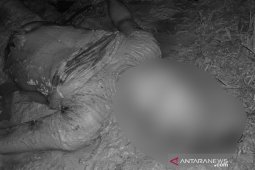 Pelaku pembunuhan di Desa Pengambau Hilir Luar ditangkap polisi