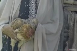 Enam ribuan KPM program BPNT Kemensos Cianjur terima ayam hidup