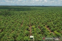 Gapki Kalbar optimis produksi dan harga CPO tahun ini tetap baik