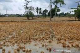 Tumpahan solar PLTD diduga  cemari lingkungan dan pemukiman warga di HST