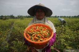 BPS catat inflasi 0,64 persen pada Juli, ini pemicunya