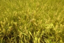 Petani Lebak optimalkan produktivitas  tanaman di tengah pandemi