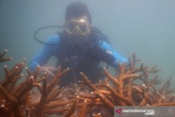 PT Timah bangun "restocking" cumi di laut Babel