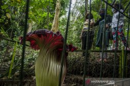 Bunga bangkai raksasa mekar di kota Bandung