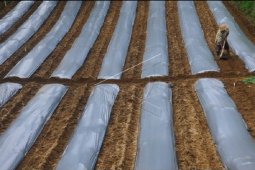Dapat bantuan stimulus dari pemerintah, petani Tapsel mulai olah lahan tanahnya