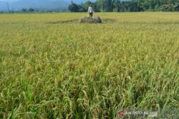 Ini harga gabah di Aceh Barat Daya di musim panen