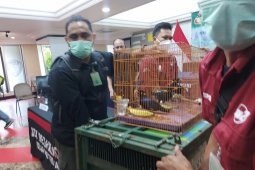 Polisi ringkus seorang pria jual satwa dilindungi