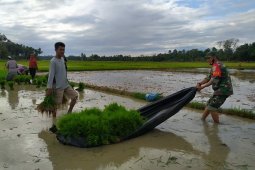 Wujudkan swasembada pangan. Ini dilakukan TNI di Aceh Utara