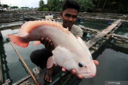Pemko Lhokseumawe tingkatkan budidaya kerapu, ini tujuannya