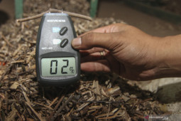 Indonesia gandeng perusahaan Jepang gali potensi biomassa kayu
