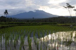 BPBD Banyuwangi pantau aktivitas Gunung Raung menurun