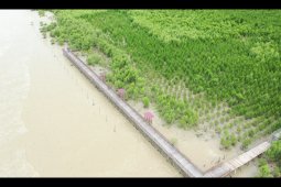 Kelestarian mangrove penting buat tingkatkan kinerja  perekonomian desa