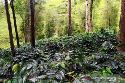 Spektrum - Mengembalikan kejayaan kopi Cianjur untuk mendunia