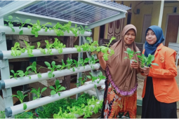 Jambi bentuk kelompok tani produksi benih unggul hidroponik