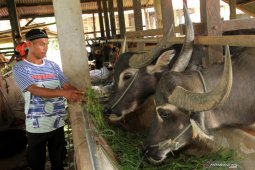 Rektor IPB sebut rumput laut dan limbah sawit bisa jadi pakan ternak