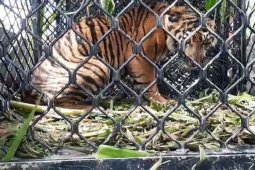 BKSDA lepas liarkan anak harimau sumatra ke hutan Gunung Leuser