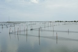 Kepiting bakau masih digemari masyarakat untuk konsumsi